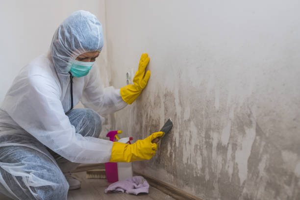 Mold Documentation for Insurance Claims in Norfolk, NE