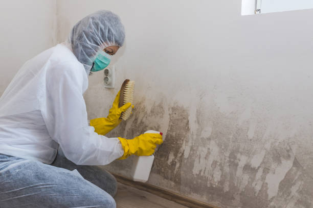 Best Airborne Mold Testing  in Norfolk, NE