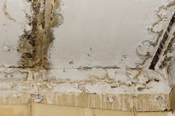 Best Post-Construction Mold Inspection  in Norfolk, NE