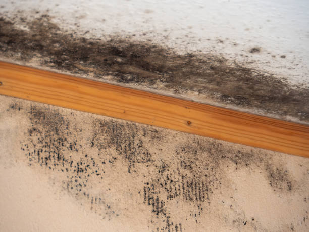 Best Mold Remediation for Healthcare Facilities  in Norfolk, NE