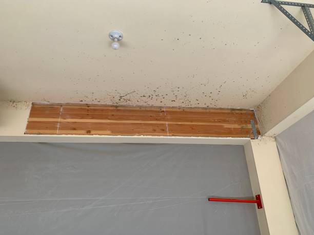 Best Commercial Mold Inspection  in Norfolk, NE