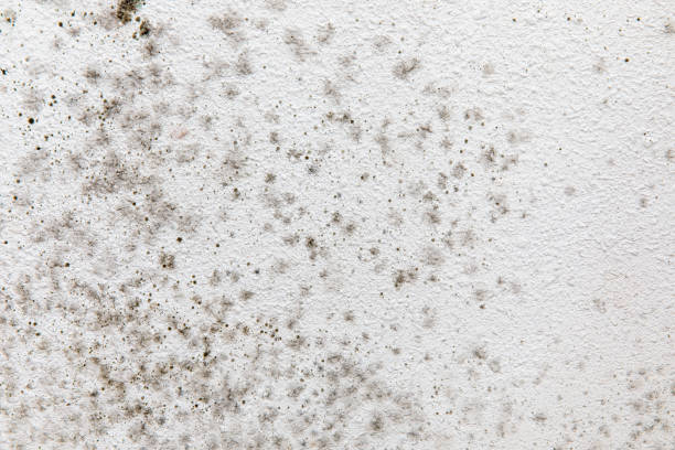 Best Forensic Mold Investigation  in Norfolk, NE
