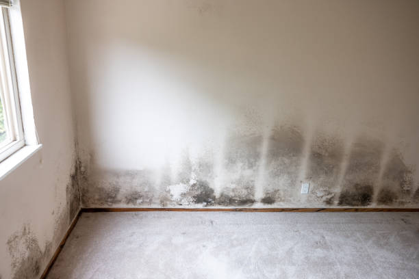 Best Mold Removal for HVAC Installations  in Norfolk, NE